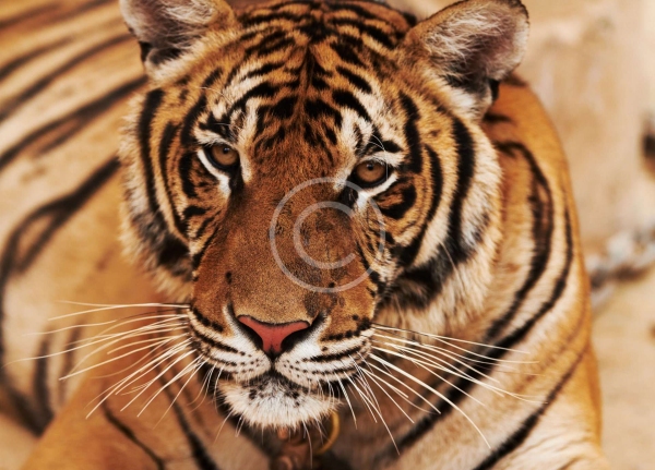Lying Tiger - stock image