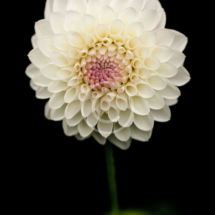 Natural Beauty