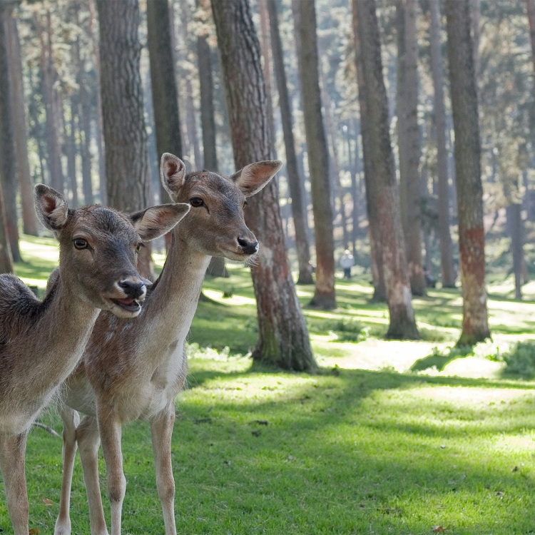 Deer in the forest