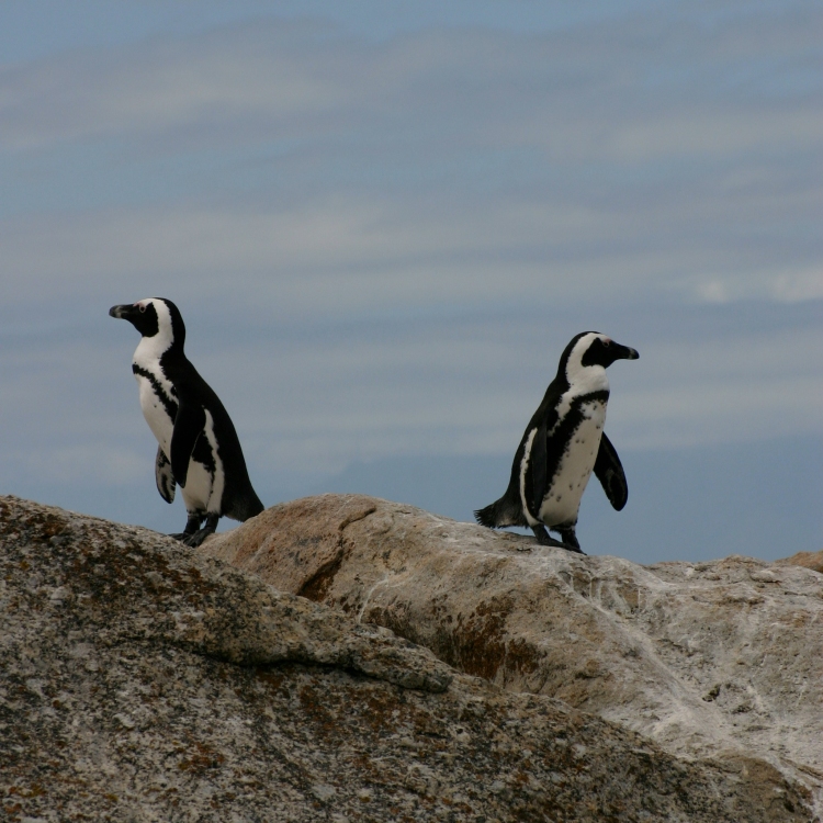 Penguins Go Separate Ways