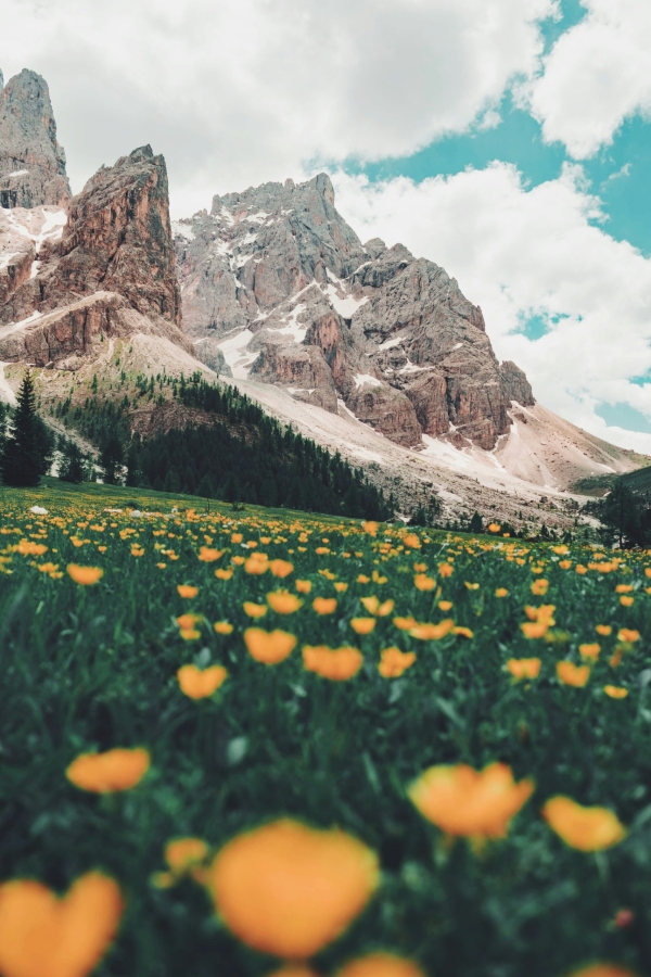 Field in mountains