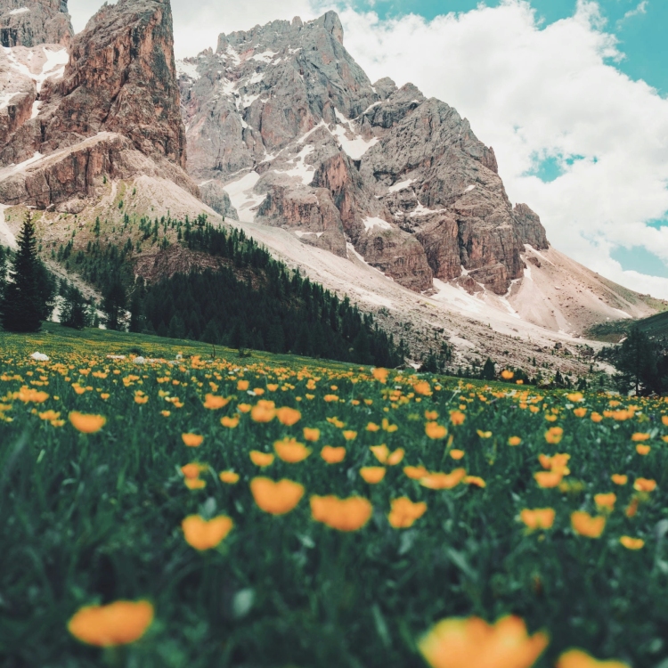 Field in mountains