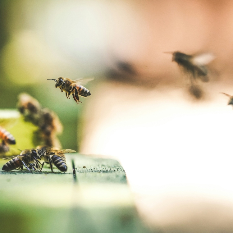 A honey farm