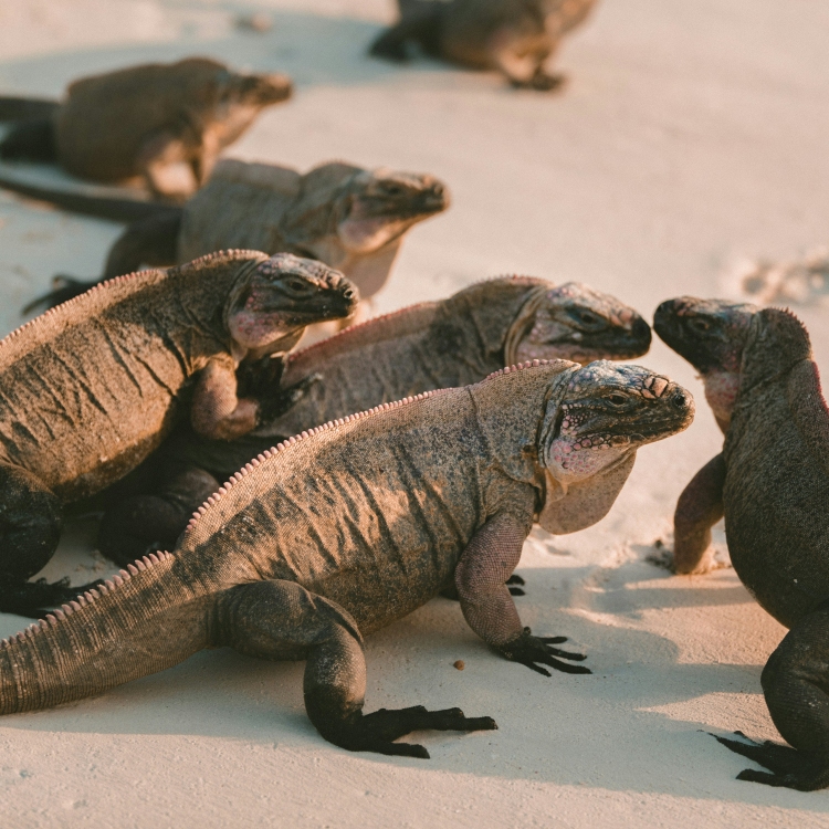 Iguana Island