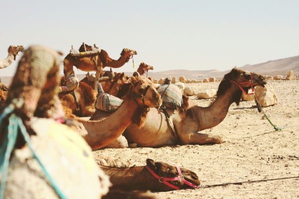 camels in the desert