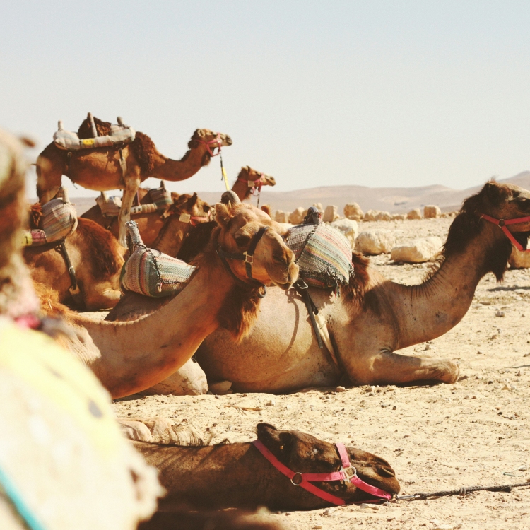 camels in the desert