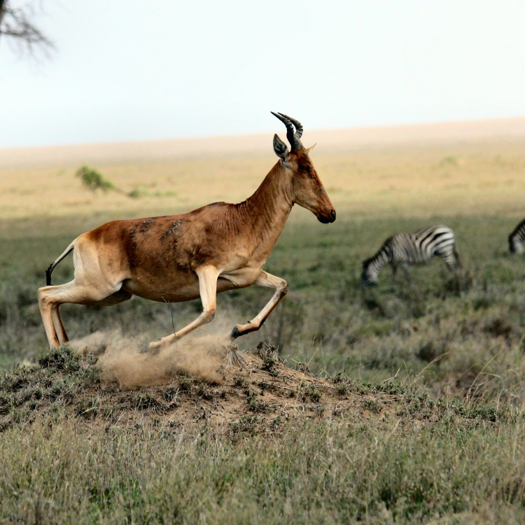 Antelope and zebras
