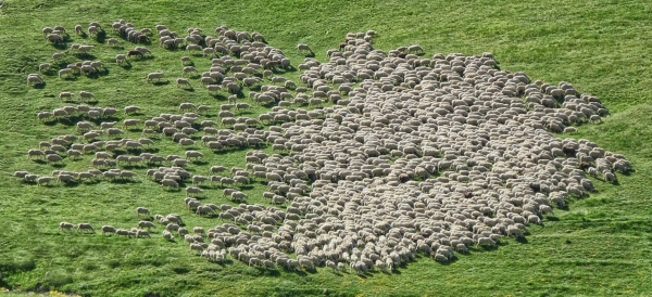 A moment of connection between lambs in the foreground