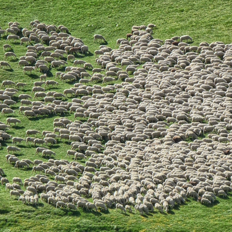 A moment of connection between lambs in the foreground