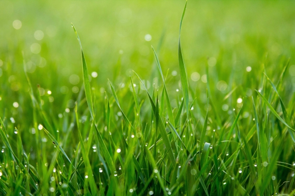 Dew