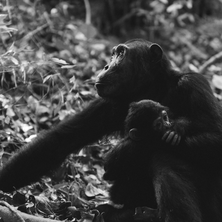 Chimpanzee mother and child