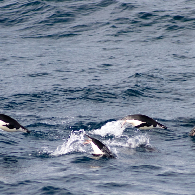 A group of Penguins on their travel for lunch