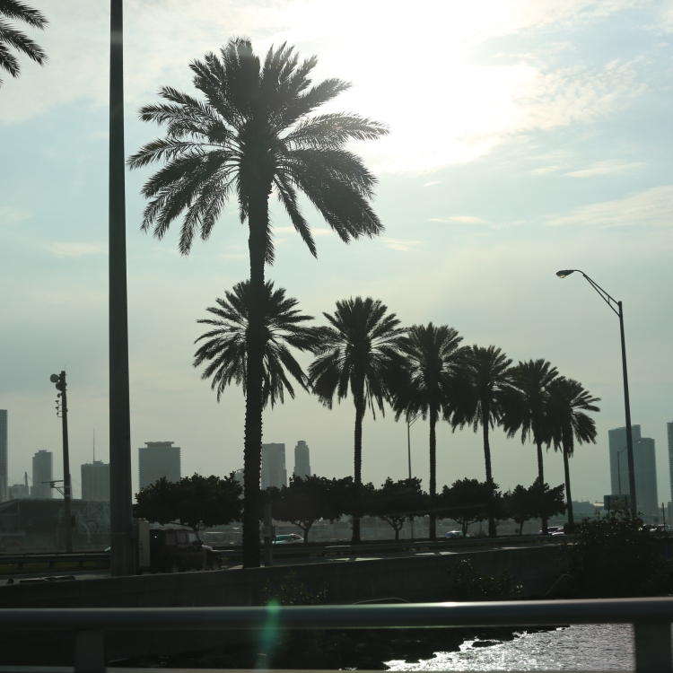Miami - PC2A3154