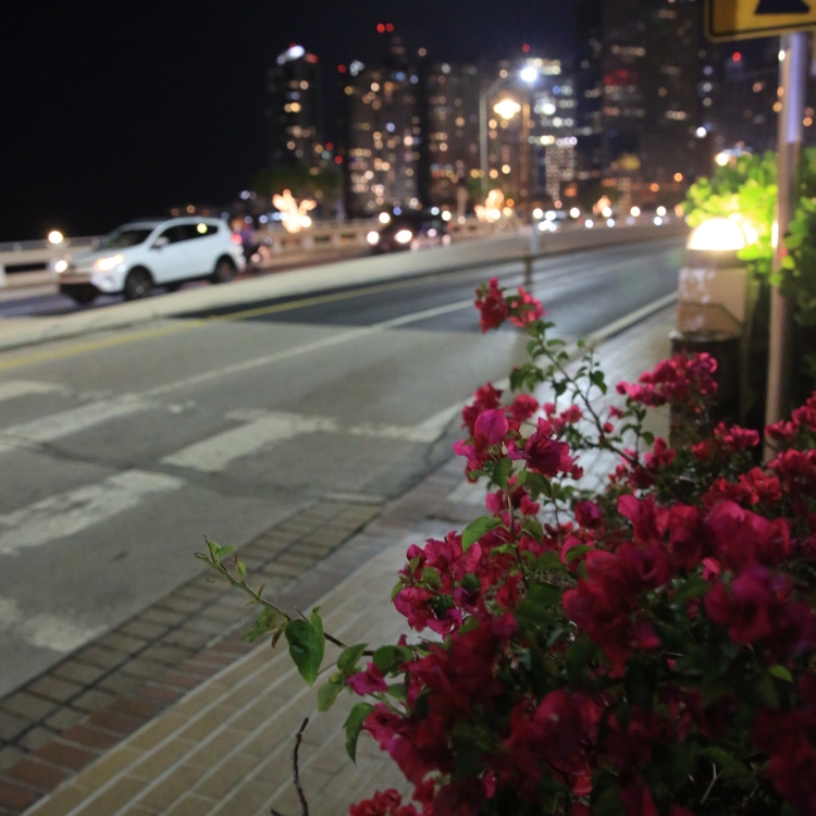 Miami - PC2A9722