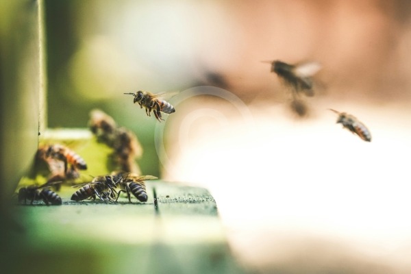 A honey farm