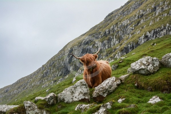 Cow on the mountain