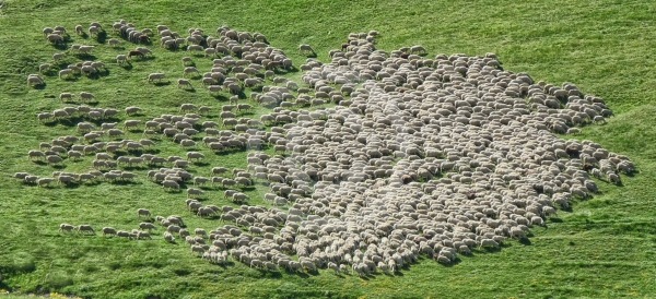 A moment of connection between lambs in the foreground