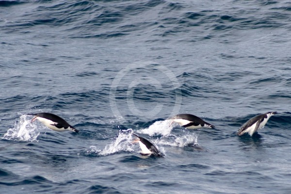 A group of Penguins on their travel for lunch